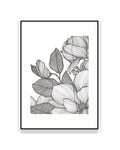 2404. MAGNOLIA GRANDIFLORA [la magnolia del testimone]