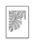 2408. MONSTERA DELICIOSA