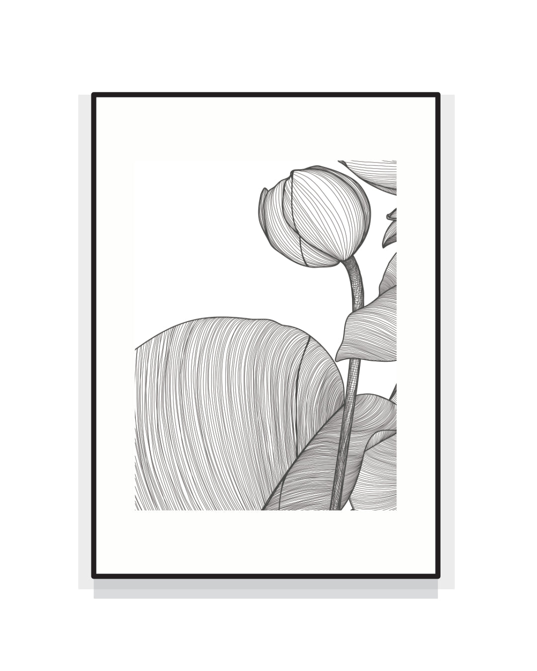 2416. NELUMBO NUCIFERA