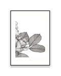 2419. ROSA BANKSIAE [sola. 3/3 trittico dell'amore mai nato]