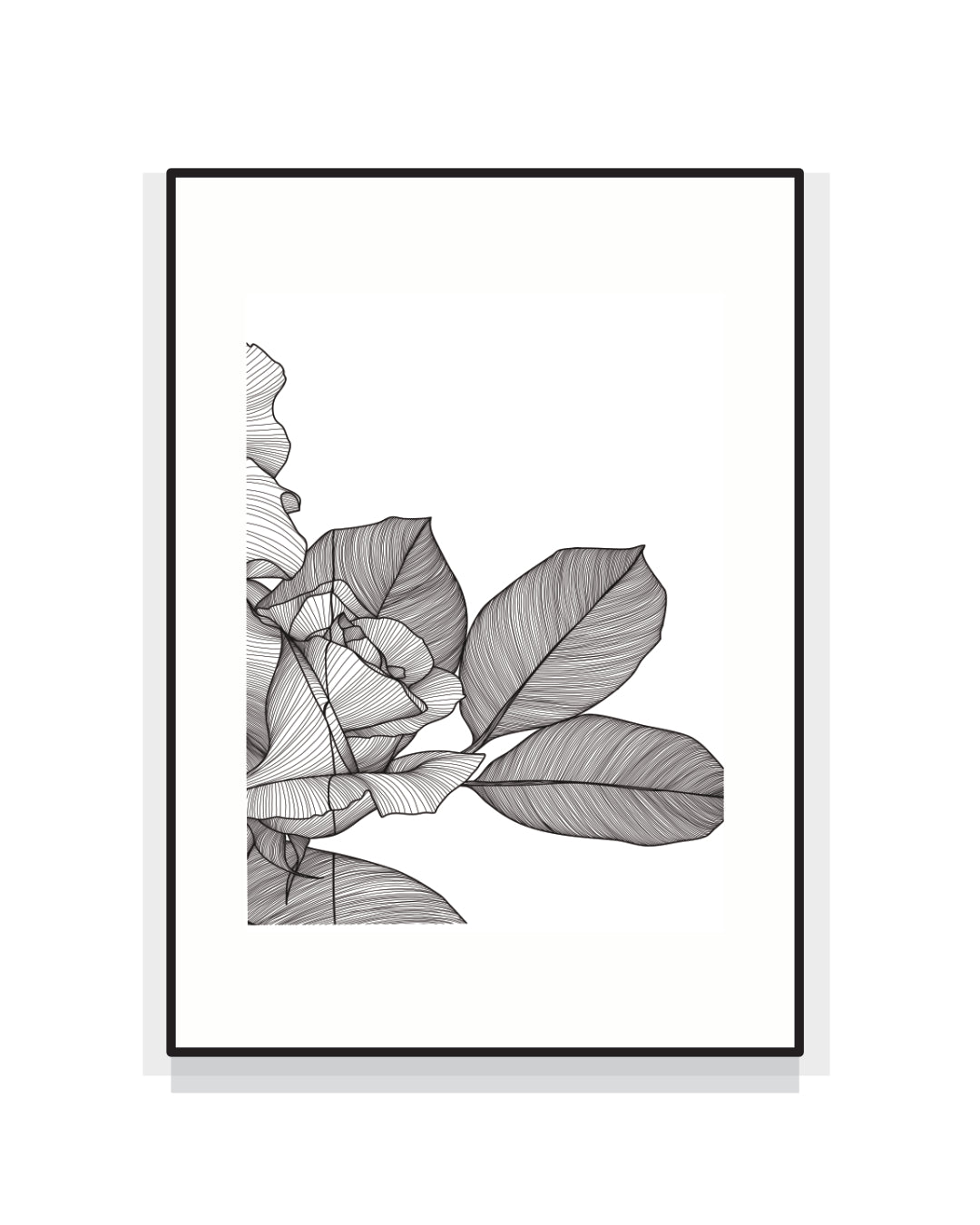 2419. ROSA BANKSIAE [sola. 3/3 trittico dell'amore mai nato]