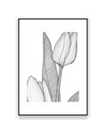 2523. TULIPA