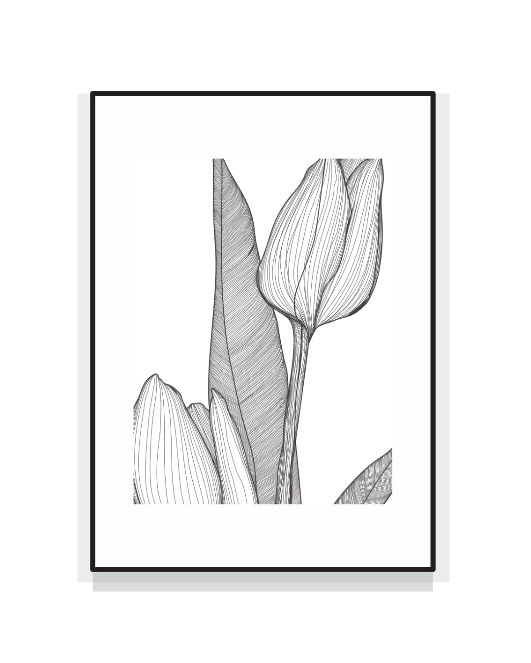 2523. TULIPA