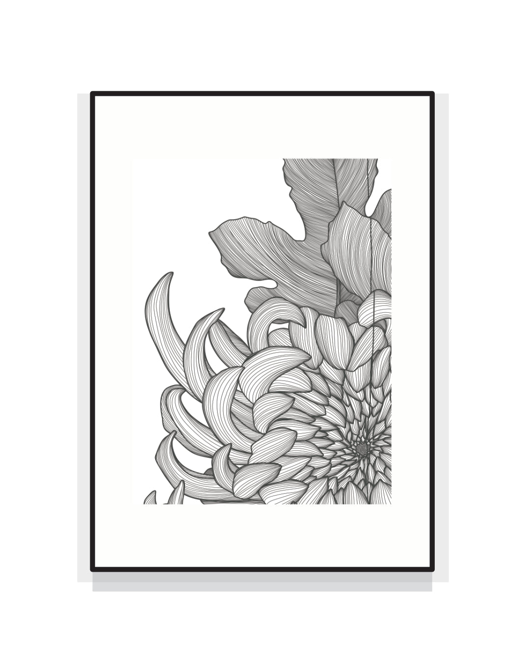 2529. CHRYSANTHEMUM